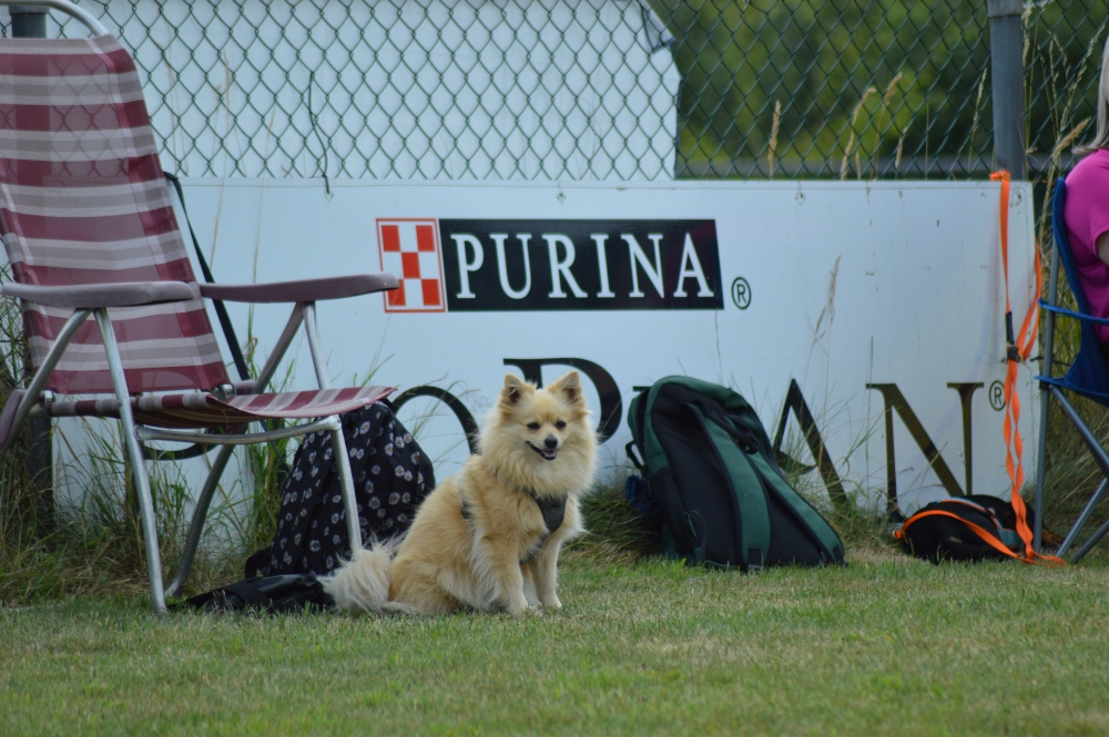 Behendigheid training